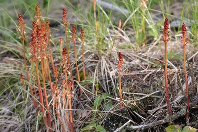 Corallorhiza maculata, photographed by Ian Adams
