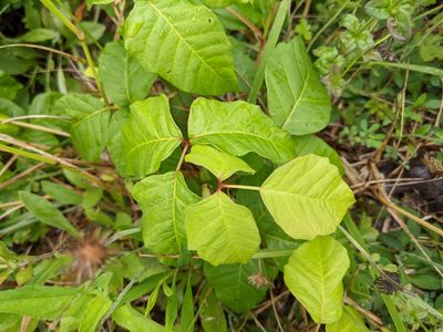 Toxicodendron radicans, photographed by Matthew Gerke