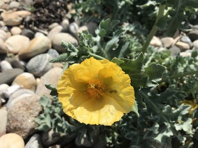 Glaucium flavum, photographed by Aimee Lusty