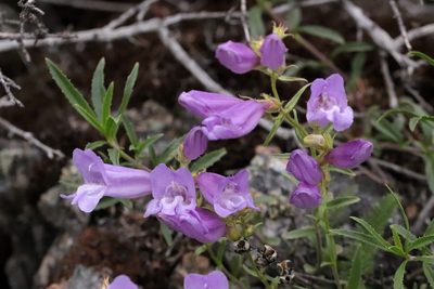 Penstemon fruticosus, photographed by Ian Adams
