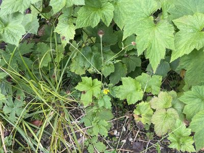 Geum urbanum, photographed by David Lazarus