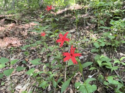 Silene virginica, photographed by Philip Curley