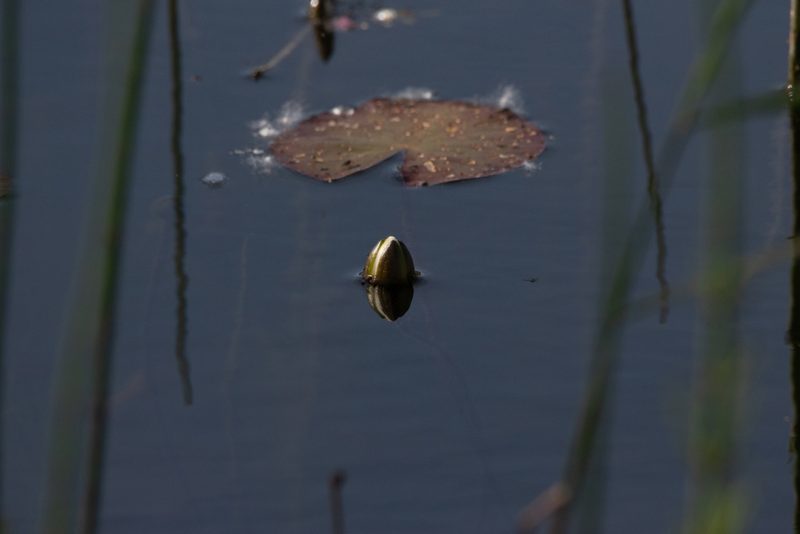 Nymphaea candida, photographed by Нурхайдарова Татьяна