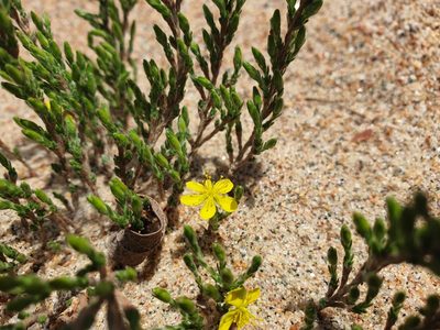 Hudsonia tomentosa, photographed by Étienne Léveillé-Bourret