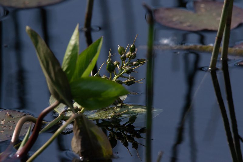 Menyanthes trifoliata, photographed by Нурхайдарова Татьяна