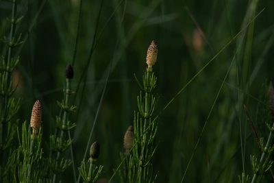 Equisetum fluviatile, photographed by Нурхайдарова Татьяна