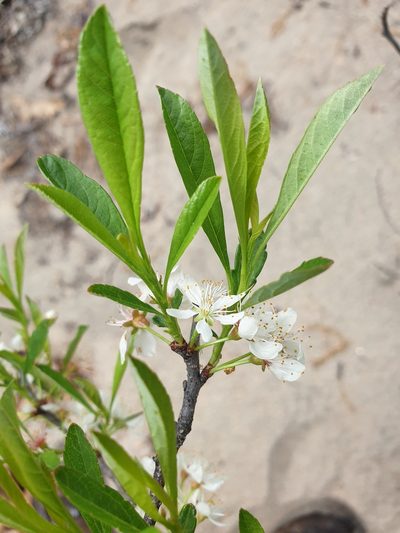 Prunus susquehanae, photographed by Étienne Léveillé-Bourret