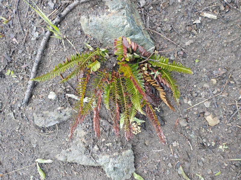 Polystichum imbricans, photographed by Drew Meyer