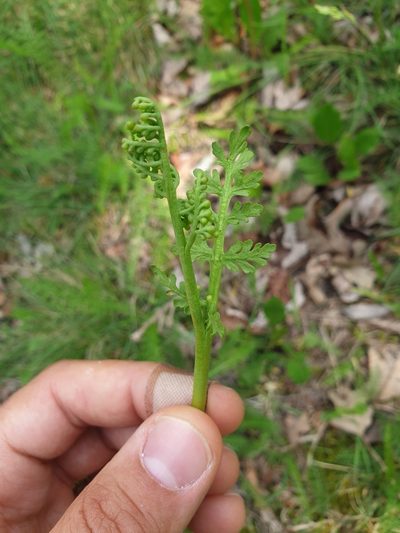 Botrychium matricariifolium, photographed by Étienne Léveillé-Bourret