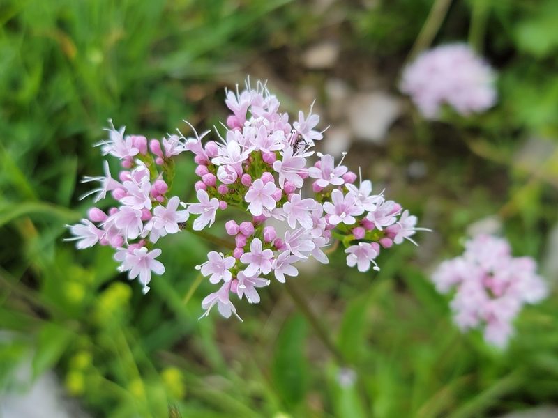 Valeriana montana, photographed by Elias