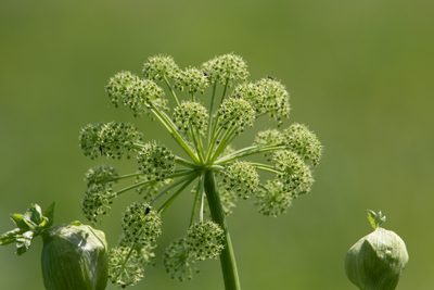 Angelica decurrens