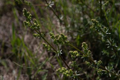 Galium mollugo, photographed by Нурхайдарова Татьяна