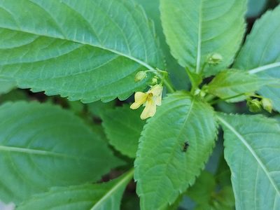 Impatiens parviflora, photographed by aga_l_