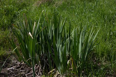 Iris pseudacorus, photographed by Нурхайдарова Татьяна