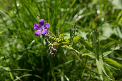 Geranium sylvaticum, photographed by Нурхайдарова Татьяна