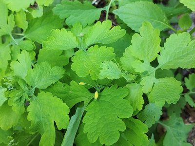 Chelidonium majus