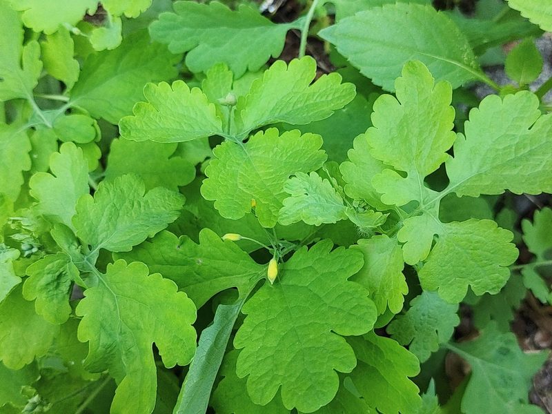 Chelidonium majus, photographed by aga_l_
