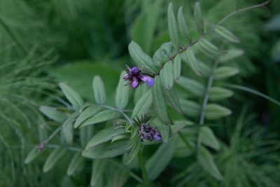 Vicia sepium, photographed by Нурхайдарова Татьяна