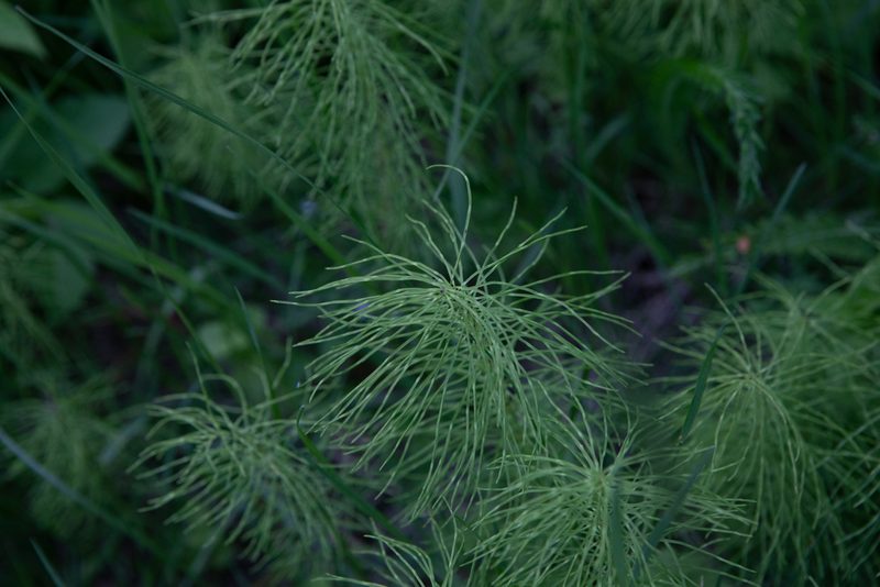 Equisetum pratense, photographed by Нурхайдарова Татьяна