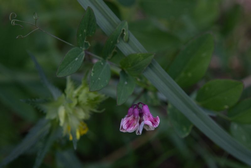 Lathyrus pisiformis, photographed by Нурхайдарова Татьяна