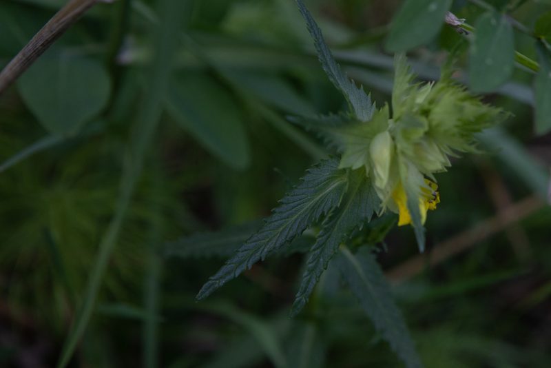 Rhinanthus major, photographed by Нурхайдарова Татьяна