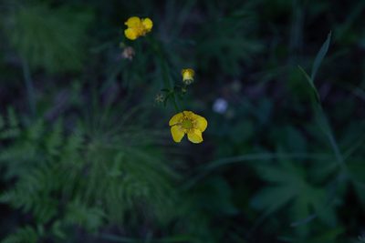 Ranunculus polyanthemos, photographed by Нурхайдарова Татьяна