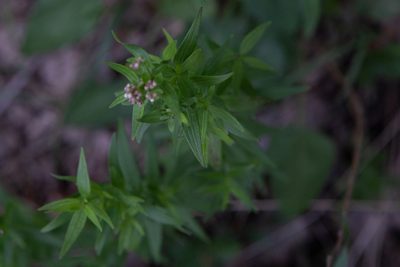 Trichogalium boreale, photographed by Нурхайдарова Татьяна