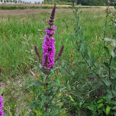 Lythrum salicaria, photographed by bogsuckers