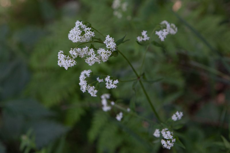 Trichogalium circaezans, photographed by Нурхайдарова Татьяна