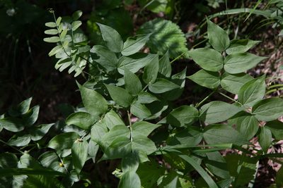 Lathyrus vernus, photographed by Нурхайдарова Татьяна