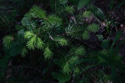 Abies sibirica, photographed by Нурхайдарова Татьяна