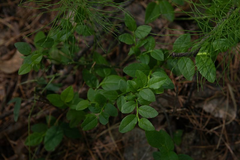 Vaccinium myrtillus, photographed by Нурхайдарова Татьяна