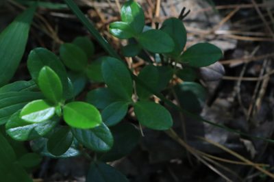 Vaccinium vitis-idaea, photographed by Нурхайдарова Татьяна