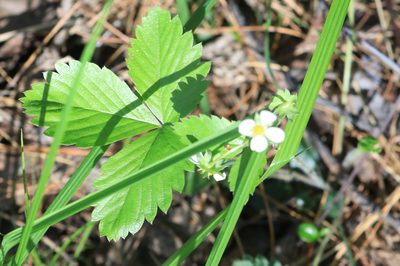 Fragaria vesca, photographed by Нурхайдарова Татьяна
