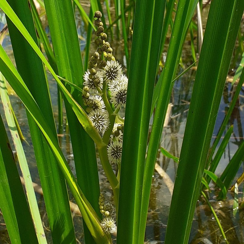 Sparganium erectum, photographed by bogsuckers