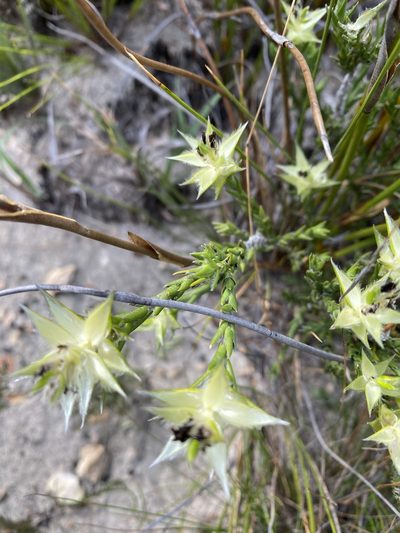 Amphithalea cymbifolia, photographed by Christina