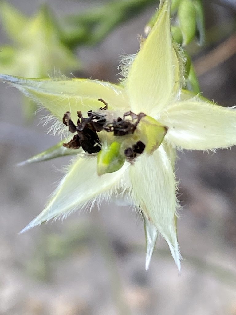 Amphithalea cymbifolia, photographed by Christina