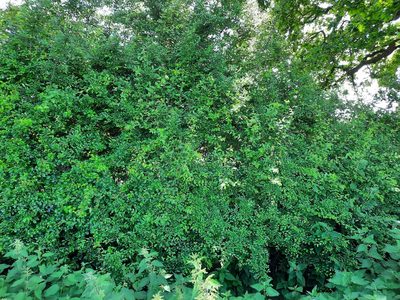 Prunus spinosa, photographed by Lisa Phipps
