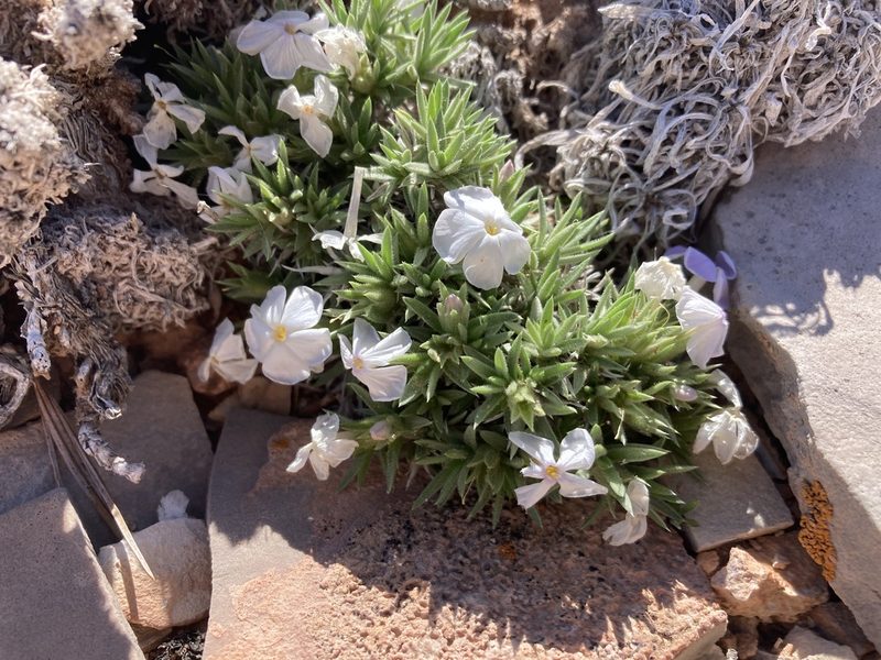 Phlox pungens, photographed by Cecelia Alexander