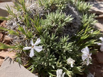 Phlox pungens, photographed by Cecelia Alexander