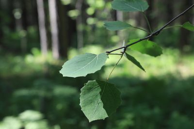 Populus tremula, photographed by Нурхайдарова Татьяна