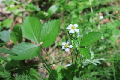 Fragaria vesca, photographed by Нурхайдарова Татьяна