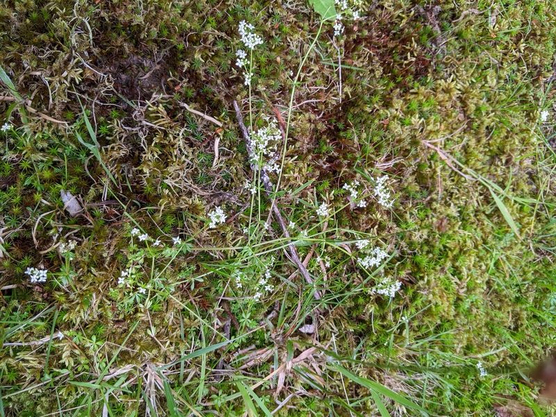 Galium saxatile, photographed by Piermario Maculan