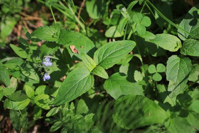 Prunella vulgaris, photographed by Нурхайдарова Татьяна