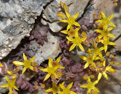 Sedum debile, photographed by Don Loarie