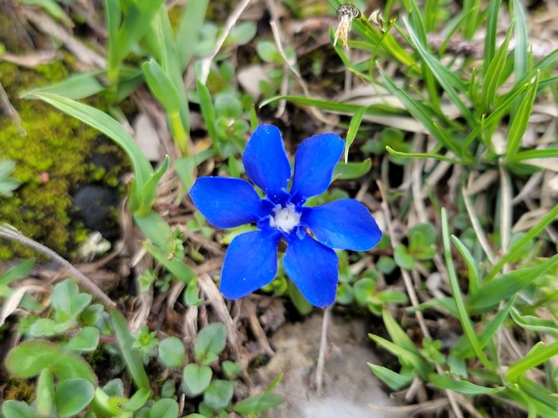 Gentiana verna, photographed by Elias
