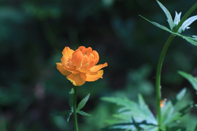 Trollius asiaticus, photographed by Нурхайдарова Татьяна