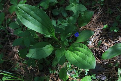 Plantago major, photographed by Нурхайдарова Татьяна