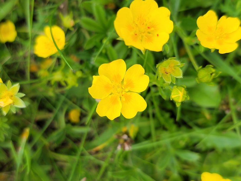 Potentilla aurea, photographed by Elias