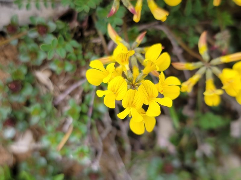 Hippocrepis comosa, photographed by Elias